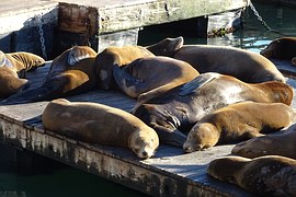 SF sea lions