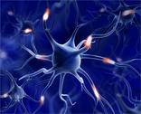 neurons 4